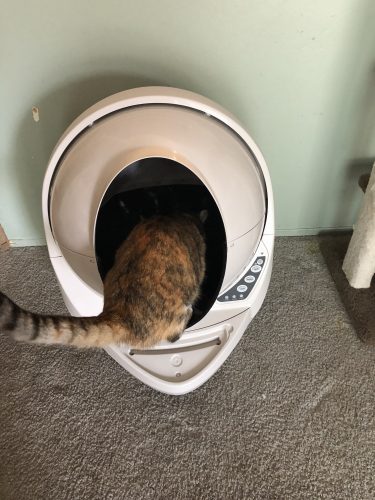 self cleaning litter box