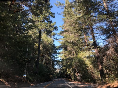 redwoods in northern California