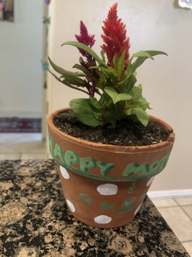Mother's Day houseplant
