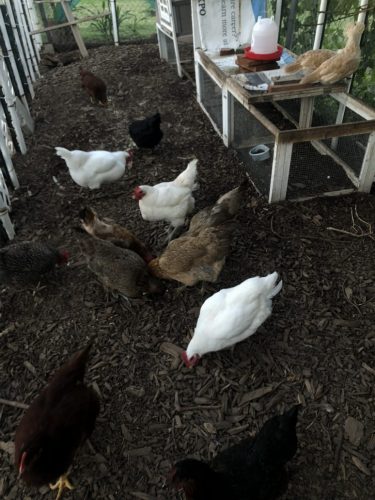 benefits of backyard chickens
